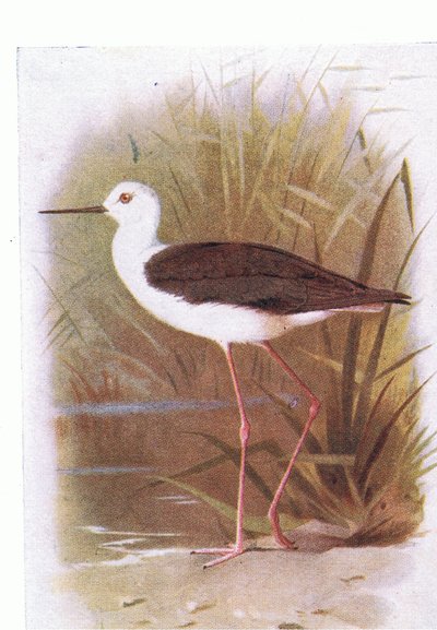 Cigüeñuela común, de Birds of the British Isles and Their Eggs publicado por Frederick Warne & Co Ltd, 1958 de Archibald Thorburn